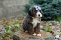 🐾 Paisley 🐾, a female Miniature Bernedoodle for sale in Baltic, OH – 3 of 8