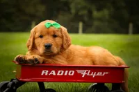 Parker🐶, a male Golden Retriever for sale in Baltic, OH – 5 of 10