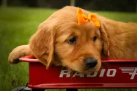 Ryder🦴, a male Golden Retriever for sale in Baltic, OH – 8 of 10