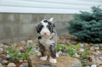 🐾 Meet Paxton 🐾, a male Miniature Bernedoodle for sale in Baltic, OH – 4 of 7