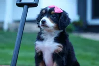 Yancy ❤️, a female Miniature Bernedoodle for sale in Baltic, OH – 8 of 9