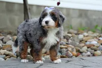 🐾 Paisley 🐾, a female Miniature Bernedoodle for sale in Baltic, OH – 5 of 8