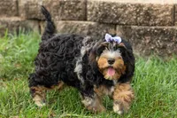 Lainey❤️, a female Cavapoo for sale in Baltic, OH – 5 of 10
