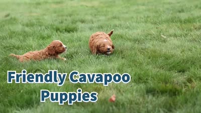 Max 🐾🐶, a male Cavapoo for sale in Baltic, OH – 7 of 7