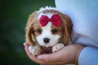 Princeton 🐾, a male Cavalier King Charles Spaniel for sale in Baltic, OH – 6 of 10