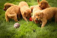 Gunner🐾, a male Golden Retriever for sale in Baltic, OH – 9 of 10