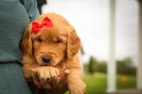 Hunter💙, a male Golden Retriever for sale in Baltic, OH – 2 of 10