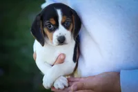  Ollie Belle💕, a female Beagle for sale in Baltic, OH – 3 of 10