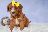 Milo 💙🦴, a male Cavapoo for sale in Baltic, OH – 8 of 10