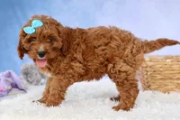 Kody 🐶, a male Cavapoo for sale in Baltic, OH – 5 of 9