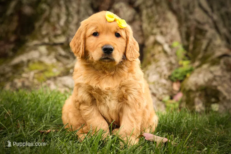 Murphy🐕 – Golden Retriever puppy for sale in Baltic, OH