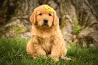 Murphy🐕, a male Golden Retriever for sale in Baltic, OH – 1 of 10
