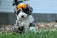 🐾 Percy 🐾, a male Miniature Bernedoodle for sale in Baltic, OH – 4 of 10