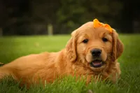 Ryder🦴, a male Golden Retriever for sale in Baltic, OH – 4 of 10