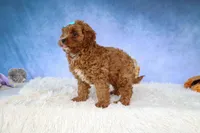 Kody 🐶, a male Cavapoo for sale in Baltic, OH – 3 of 9