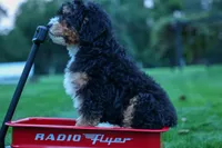 Yandel 🦴, a male Miniature Bernedoodle for sale in Baltic, OH – 9 of 10