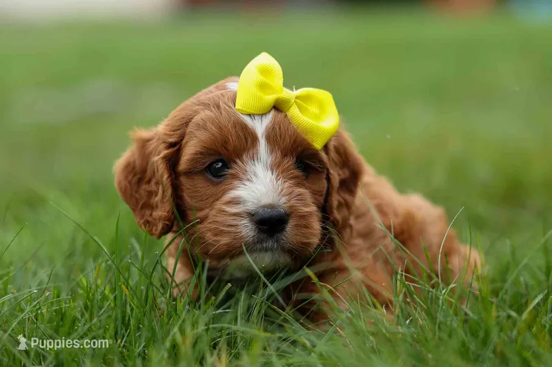 Milo 💙🦴 – Cavapoo puppy for sale in Baltic, OH