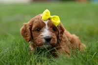 Milo 💙🦴, a male Cavapoo for sale in Baltic, OH – 1 of 10