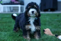 Yandel 🦴, a male Miniature Bernedoodle for sale in Baltic, OH – 2 of 10