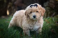 Newton💙🐾, a male Bichpoo for sale in Baltic, OH – 3 of 10