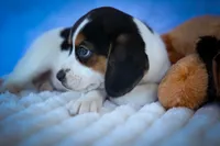  Ollie Belle💕, a female Beagle for sale in Baltic, OH – 4 of 10