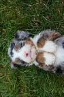 🐾 Meet Paxton 🐾, a male Miniature Bernedoodle for sale in Baltic, OH – 3 of 7