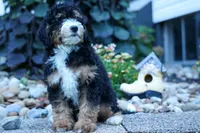 Yandel 🦴, a male Miniature Bernedoodle for sale in Baltic, OH – 8 of 10