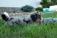 🐾 Peaches 🐾, a female Miniature Bernedoodle for sale in Baltic, OH – 7 of 10