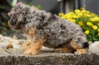 Leo 🐾, a female Cavapoo for sale in Baltic, OH – 6 of 10