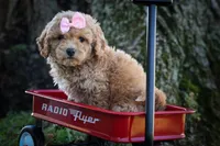 Nessa Rose 🎀, a female Bichpoo for sale in Baltic, OH – 6 of 10