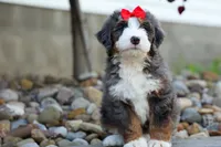 🐾 Meet Pilot 🐾, a male Miniature Bernedoodle for sale in Baltic, OH – 8 of 9