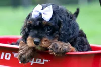 Wanda, a female Cavapoo for sale in Baltic, OH – 3 of 10