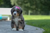 🐾 Primrose 🐾, a female Miniature Bernedoodle for sale in Baltic, OH – 3 of 10