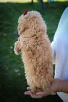Nixie 💕, a male Bichpoo for sale in Baltic, OH – 9 of 10