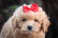 Nixie 💕, a male Bichpoo for sale in Baltic, OH – 2 of 10