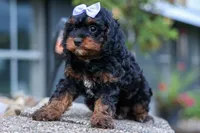 Wanda, a female Cavapoo for sale in Baltic, OH – 6 of 10