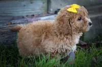 Nella🌸, a female Bichpoo for sale in Baltic, OH – 5 of 10