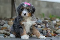 🐾 Primrose 🐾, a female Miniature Bernedoodle for sale in Baltic, OH – 7 of 10