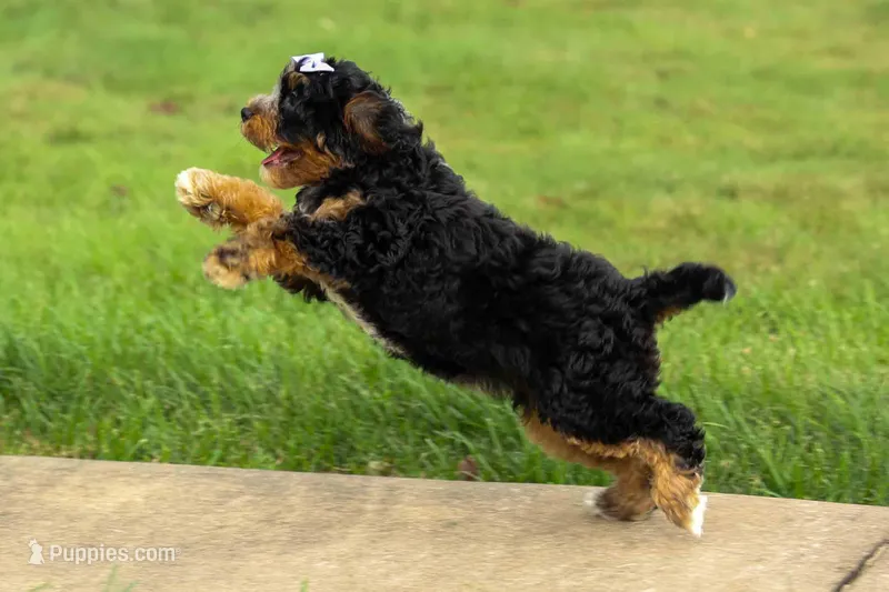 Lainey❤️ – Cavapoo puppy for sale in Baltic, OH