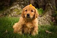 Ryder🦴, a male Golden Retriever for sale in Baltic, OH – 7 of 10