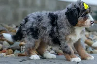 🐾 Peaches 🐾, a female Miniature Bernedoodle for sale in Baltic, OH – 5 of 10