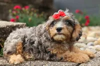 Leo 🐾, a female Cavapoo for sale in Baltic, OH – 9 of 10
