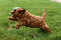 Kody 🐶, a male Cavapoo for sale in Baltic, OH – 2 of 9