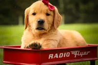 Rocco✨, a male Golden Retriever for sale in Baltic, OH – 1 of 10