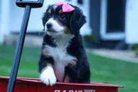 Yancy ❤️, a female Miniature Bernedoodle for sale in Baltic, OH – 6 of 9