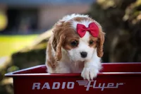 Princeton 🐾, a male Cavalier King Charles Spaniel for sale in Baltic, OH – 7 of 10