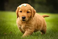 Gunner🐾, a male Golden Retriever for sale in Baltic, OH – 3 of 10