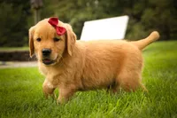 Rocco✨, a male Golden Retriever for sale in Baltic, OH – 5 of 10