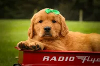 Parker🐶, a male Golden Retriever for sale in Baltic, OH – 2 of 10