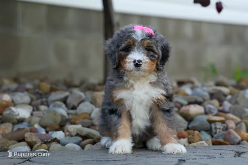 🐾 Primrose 🐾 – Miniature Bernedoodle puppy for sale in Baltic, OH